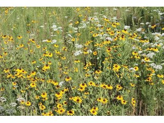 Property photo 10 - Creek County - Oklahoma Land Auction, 1,107 Acres 2 Tracts